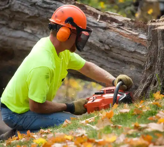 tree services Pepper Pike